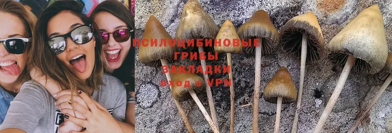 даркнет сайт  Сольвычегодск  mega tor  Псилоцибиновые грибы Psilocybine cubensis 